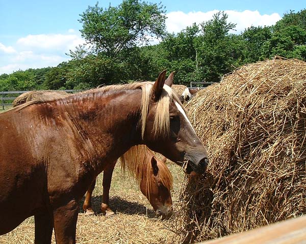 Chincoteague05 012