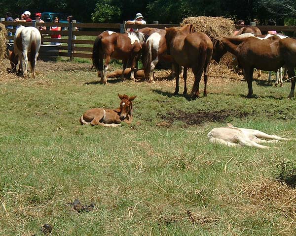 Chincoteague05 020