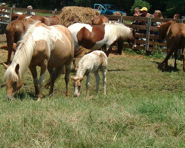 Chincoteague05 030